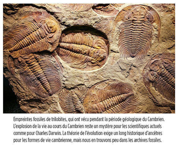 Empreintes fossiles de trilobites, qui ont vécu pendant la période géologique du Cambrien. L’explosion de la vie au cours du Cambrien reste un mystère pour les scientifiques actuels comme pour Charles Darwin. La théorie de l’évolution exige un long historique d’ancêtres pour les formes de vie cambrienne, mais nous en trouvons peu dans les archives fossiles.