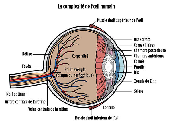 La complexité de l’oeil humain