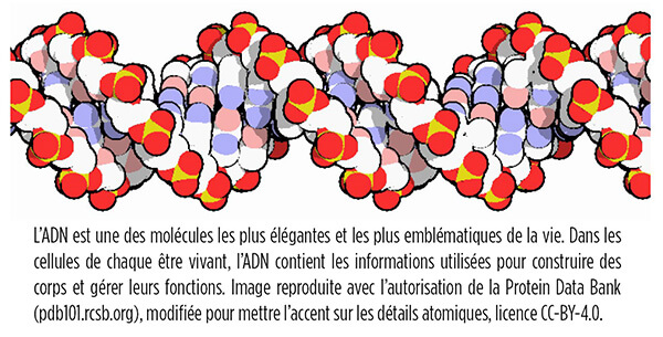L’ADN est une des molécules les plus élégantes et les plus emblématiques de la vie. Dans les cellules de chaque être vivant, l’ADN contient les informations utilisées pour construire des corps et gérer leurs fonctions. Image reproduite avec l’autorisation de la Protein Data Bank (pdb101.rcsb.org), modifiée pour mettre l’accent sur les détails atomiques, licence CC-BY-4.0.