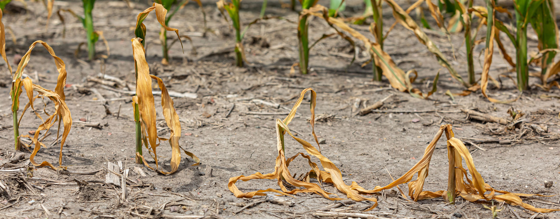 Pénurie alimentaire en vue! Le Monde de Demain