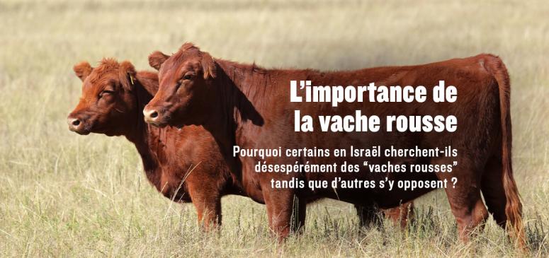 Front slider -- L’importance de la vache rousse