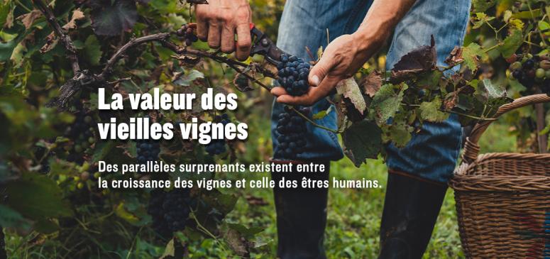 Front slider --  La valeur des vieilles vignes
